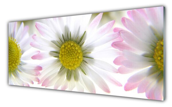 Nástenný panel  Sedmokráska rastlina príroda 125x50 cm