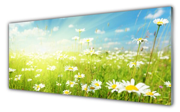Nástenný panel  Lúka sedmokrásky príroda 125x50 cm