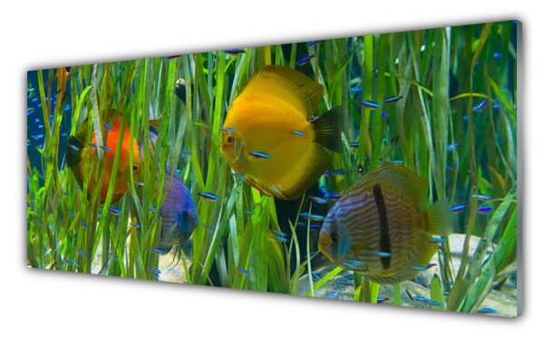 Sklenený obklad Do kuchyne Ryba riasy príroda 125x50 cm