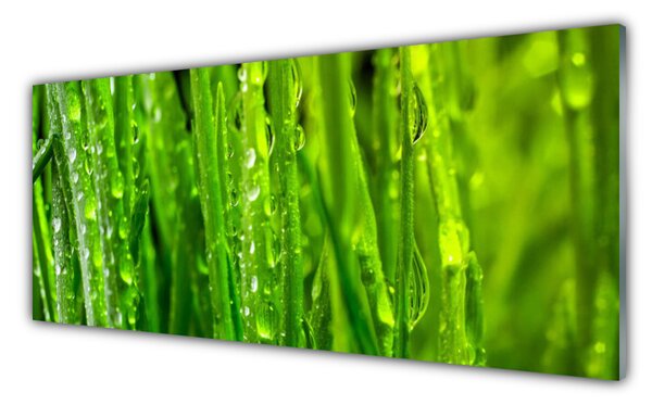 Sklenený obklad Do kuchyne Tráva rastlina príroda 125x50 cm