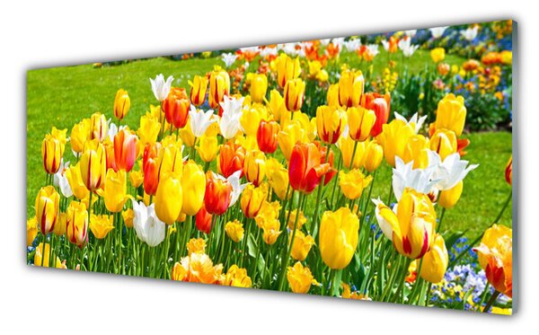 Sklenený obklad Do kuchyne Tulipány kvety príroda 125x50 cm