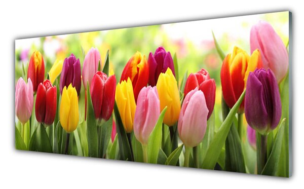 Sklenený obklad Do kuchyne Tulipány kvety príroda 125x50 cm