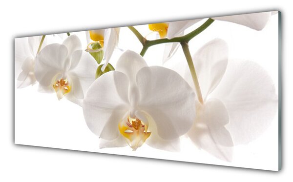 Sklenený obklad Do kuchyne Orchidea kvety príroda 125x50 cm