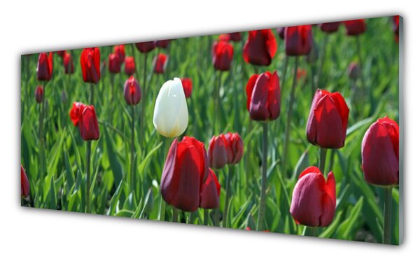 Sklenený obklad Do kuchyne Tulipány kvety príroda 125x50 cm