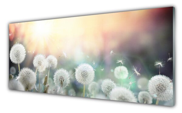 Sklenený obklad Do kuchyne Púpavy kvety príroda 125x50 cm
