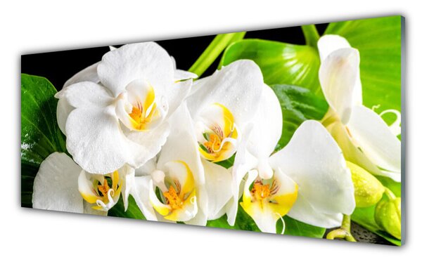 Sklenený obklad Do kuchyne Orchidea kvety príroda 125x50 cm