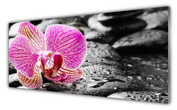 Nástenný panel  Kvet kamene rastlina 125x50 cm