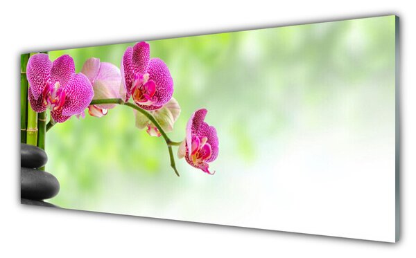 Nástenný panel  Kvet kamene rastlina 125x50 cm
