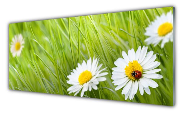 Nástenný panel  Tráva sedmokrásky príroda 125x50 cm