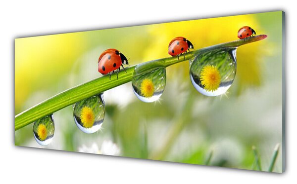 Sklenený obklad Do kuchyne List lienky príroda 125x50 cm