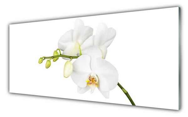 Sklenený obklad Do kuchyne Orchidea kvety príroda 125x50 cm