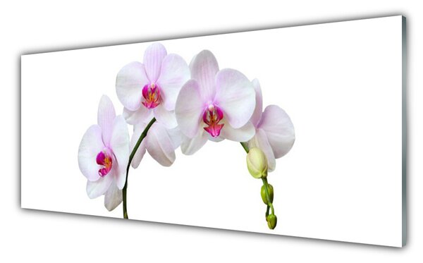 Sklenený obklad Do kuchyne Vstavač orchidea kvety 125x50 cm
