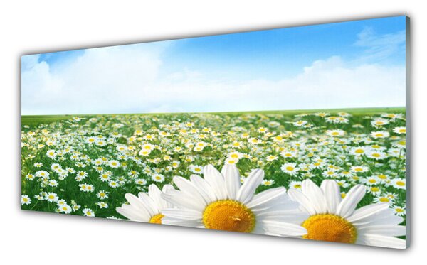 Sklenený obklad Do kuchyne Sedmokrásky kvety lúka pole 125x50 cm