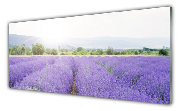 Sklenený obklad Do kuchyne Pole levanduľa príroda lúka 125x50 cm