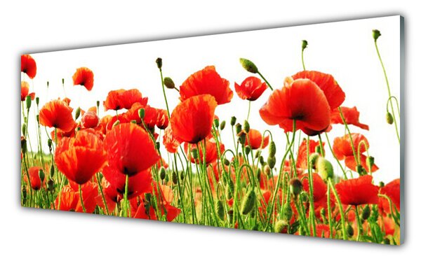 Sklenený obklad Do kuchyne Maky rastlina príroda 125x50 cm