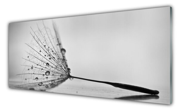 Sklenený obklad Do kuchyne Púpava semienka 125x50 cm
