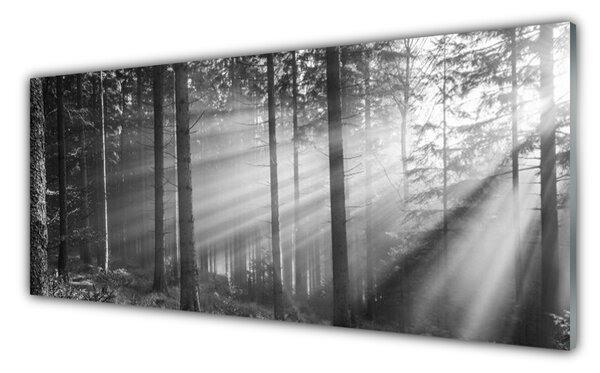 Sklenený obklad Do kuchyne Les príroda lúče slnka 125x50 cm