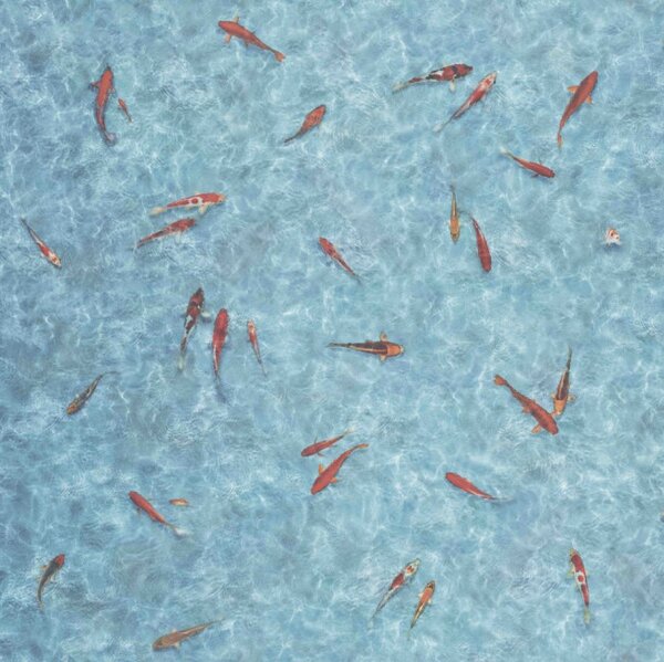 PVC podlaha MOONLIGHT RYBY KOI