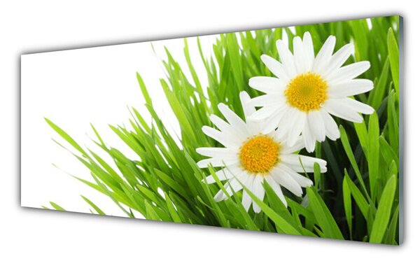 Sklenený obklad Do kuchyne Sedmokráska kvet príroda 125x50 cm