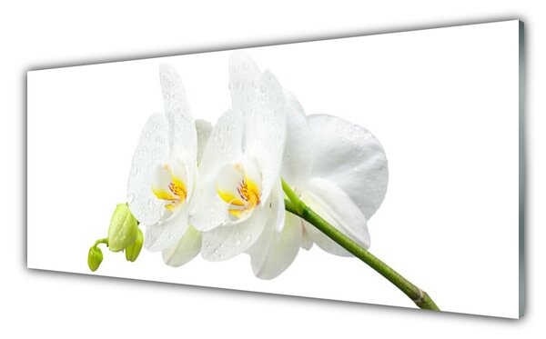 Sklenený obklad Do kuchyne Plátky kvet bíla orchidea 125x50 cm