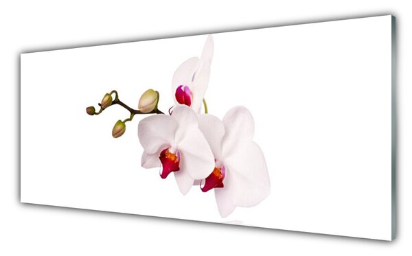 Sklenený obklad Do kuchyne Kvety príroda orchidea 125x50 cm