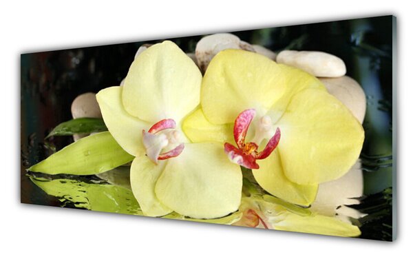 Sklenený obklad Do kuchyne Okvetné plátky orchidea 125x50 cm