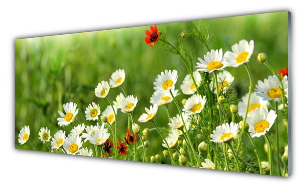 Sklenený obklad Do kuchyne Sedmokráska rastlina príroda 125x50 cm
