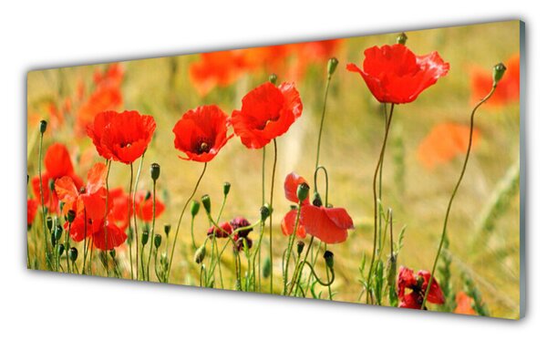 Sklenený obklad Do kuchyne Maky rastlina príroda 125x50 cm
