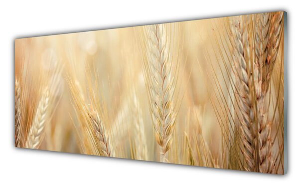 Sklenený obklad Do kuchyne Pšenica rastlina príroda 125x50 cm