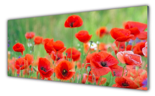 Sklenený obklad Do kuchyne Maky rastlina príroda 125x50 cm