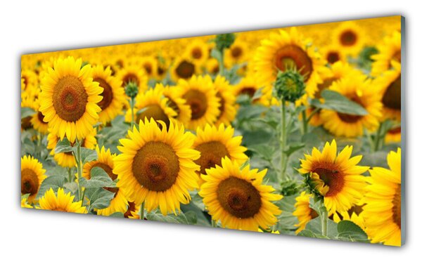 Sklenený obklad Do kuchyne Slnečnica rastlina príroda 125x50 cm
