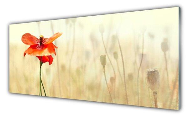 Sklenený obklad Do kuchyne Maky rastlina príroda 125x50 cm