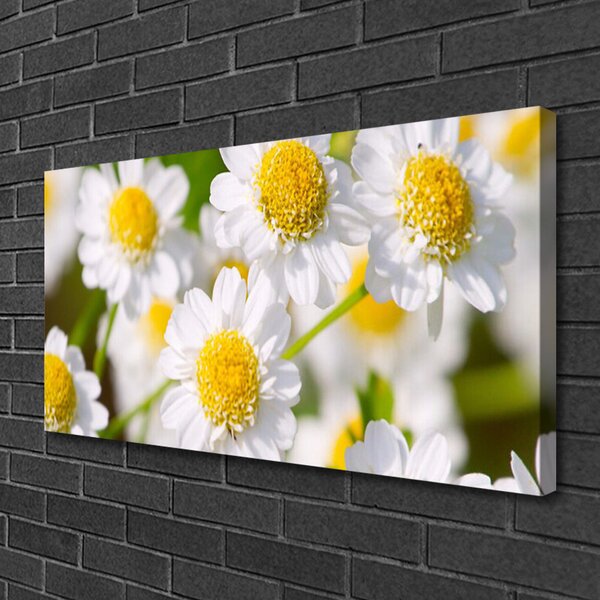 Obraz Canvas Kvety sedmokráska príroda 100x50 cm