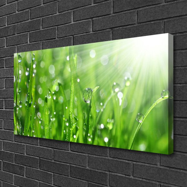 Obraz Canvas Príroda tráva kvapky 100x50 cm