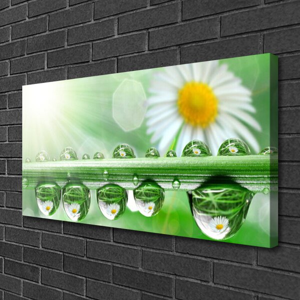 Obraz na plátne Rosa list sedmokrásky príroda 100x50 cm