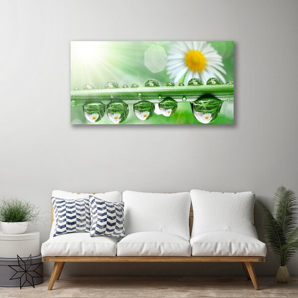 Obraz na plátne Rosa list sedmokrásky príroda 100x50 cm