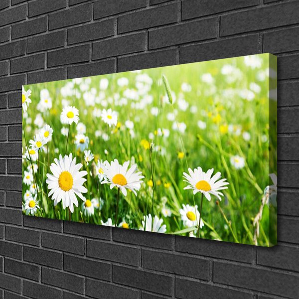 Obraz na plátne Sedmokráska kvet rastlina 100x50 cm