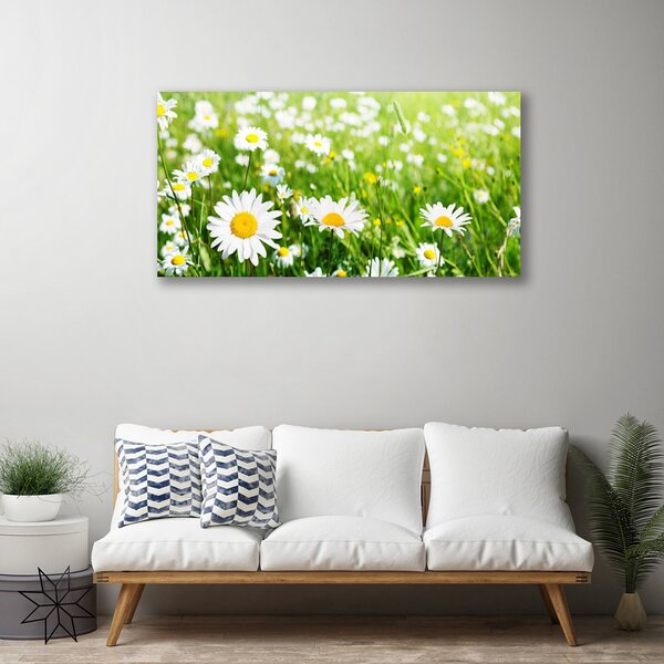 Obraz na plátne Sedmokráska kvet rastlina 100x50 cm