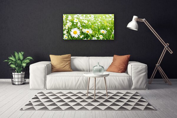 Obraz na plátne Sedmokráska kvet rastlina 100x50 cm