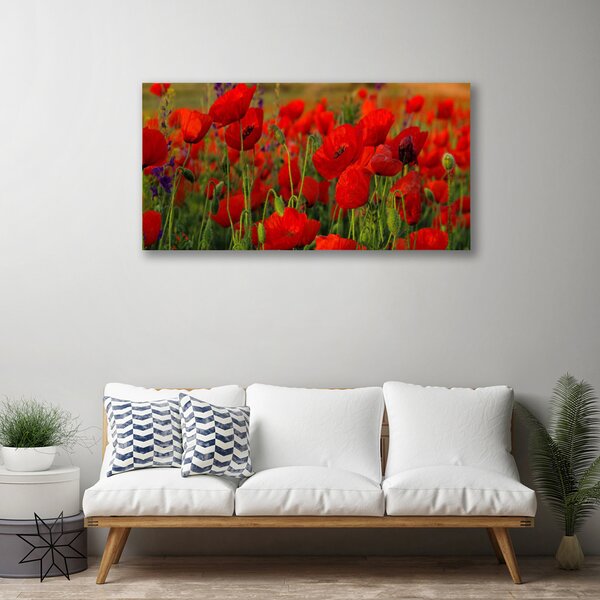 Obraz na plátne Maky rastlina príroda 100x50 cm