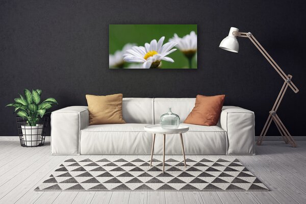 Obraz na plátne Sedmokráska 100x50 cm