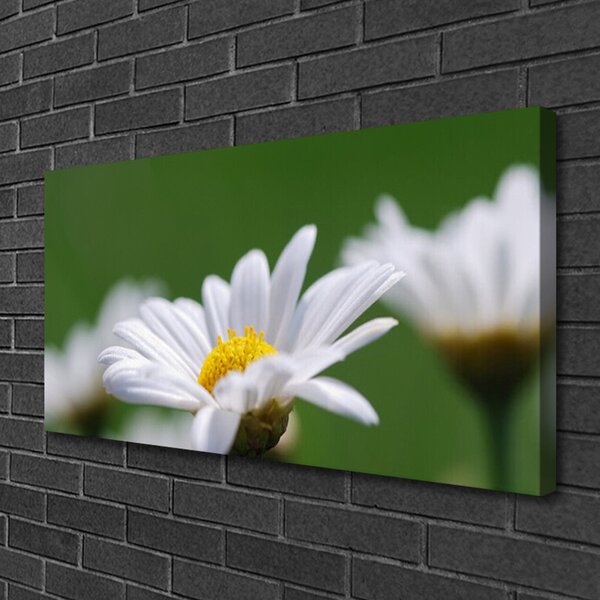 Obraz na plátne Sedmokráska 100x50 cm