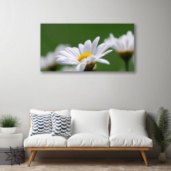 Obraz na plátne Sedmokráska 100x50 cm