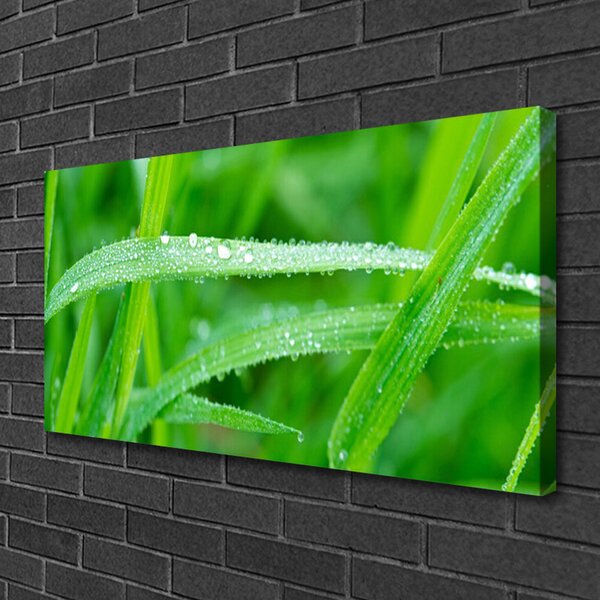 Obraz Canvas Listy kvapky rosy príroda 100x50 cm