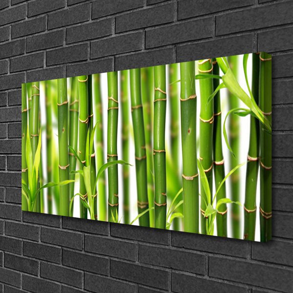 Obraz Canvas Bambusové výhonky listy bambus 100x50 cm