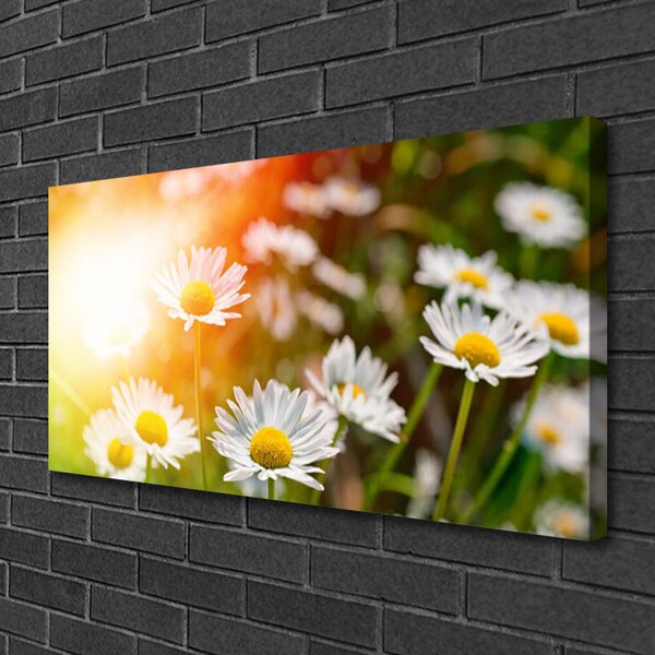 Obraz Canvas Sedmokrásky kvety lúče 100x50 cm