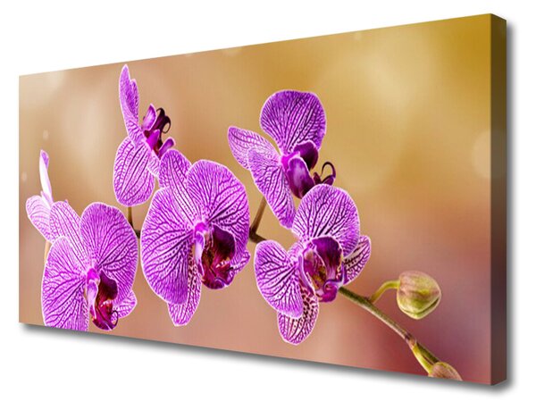 Obraz Canvas Orchidea výhonky kvety príroda 100x50 cm
