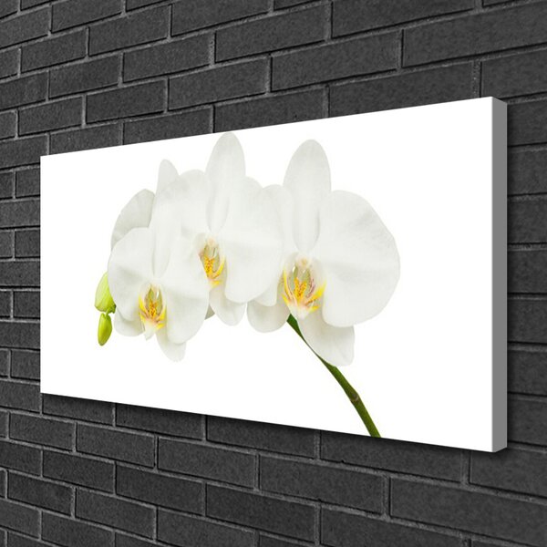 Obraz Canvas Orchidea výhonky kvety príroda 100x50 cm