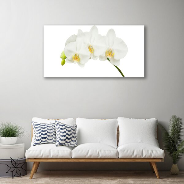 Obraz Canvas Orchidea výhonky kvety príroda 100x50 cm