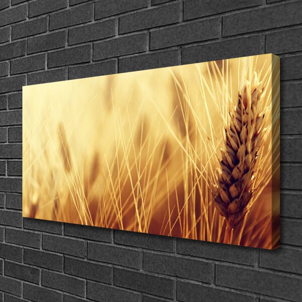 Obraz Canvas Pšenica rastlina príroda 100x50 cm